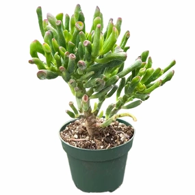 Crassula Ovata 'Gollum' (4 inch)(8-10" H) mini ornamental plant  