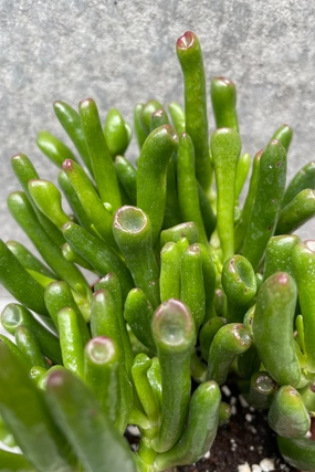 Crassula ovata 'Gollum' 4" medium flower pot  