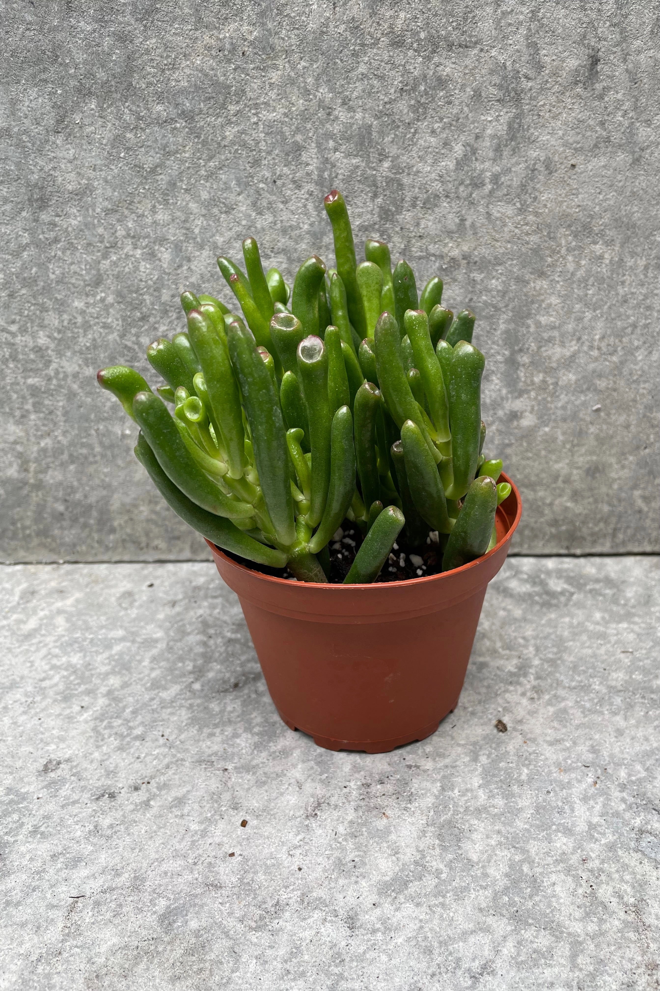 Crassula ovata 'Gollum' 4"
