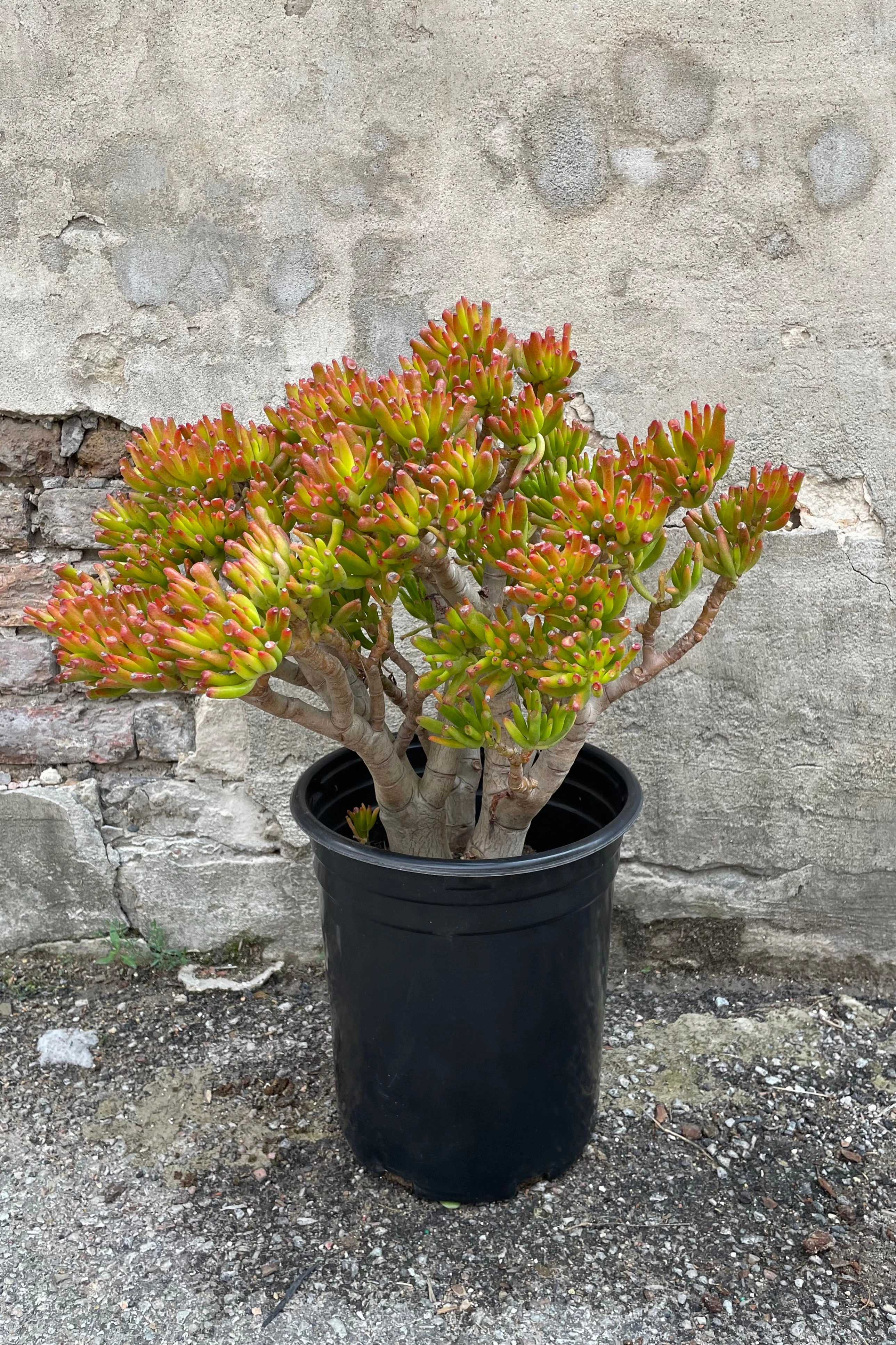 Crassula ovata 'Gollum' #5 stump/character