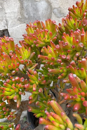 Crassula ovata 'Gollum' #5 stump/character medium flower pot  