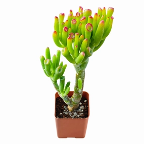 Crassula Ovata 'Gollum' mini ornamental plant  