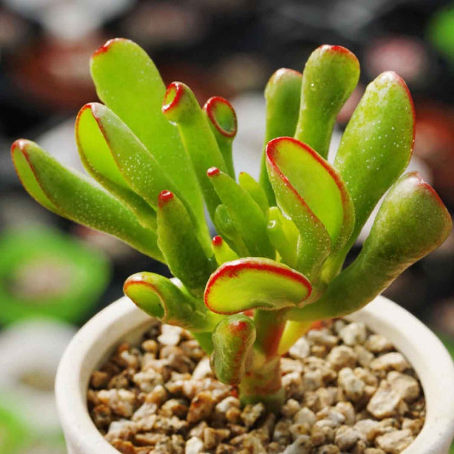 Crassula Ovata 'Gollum'