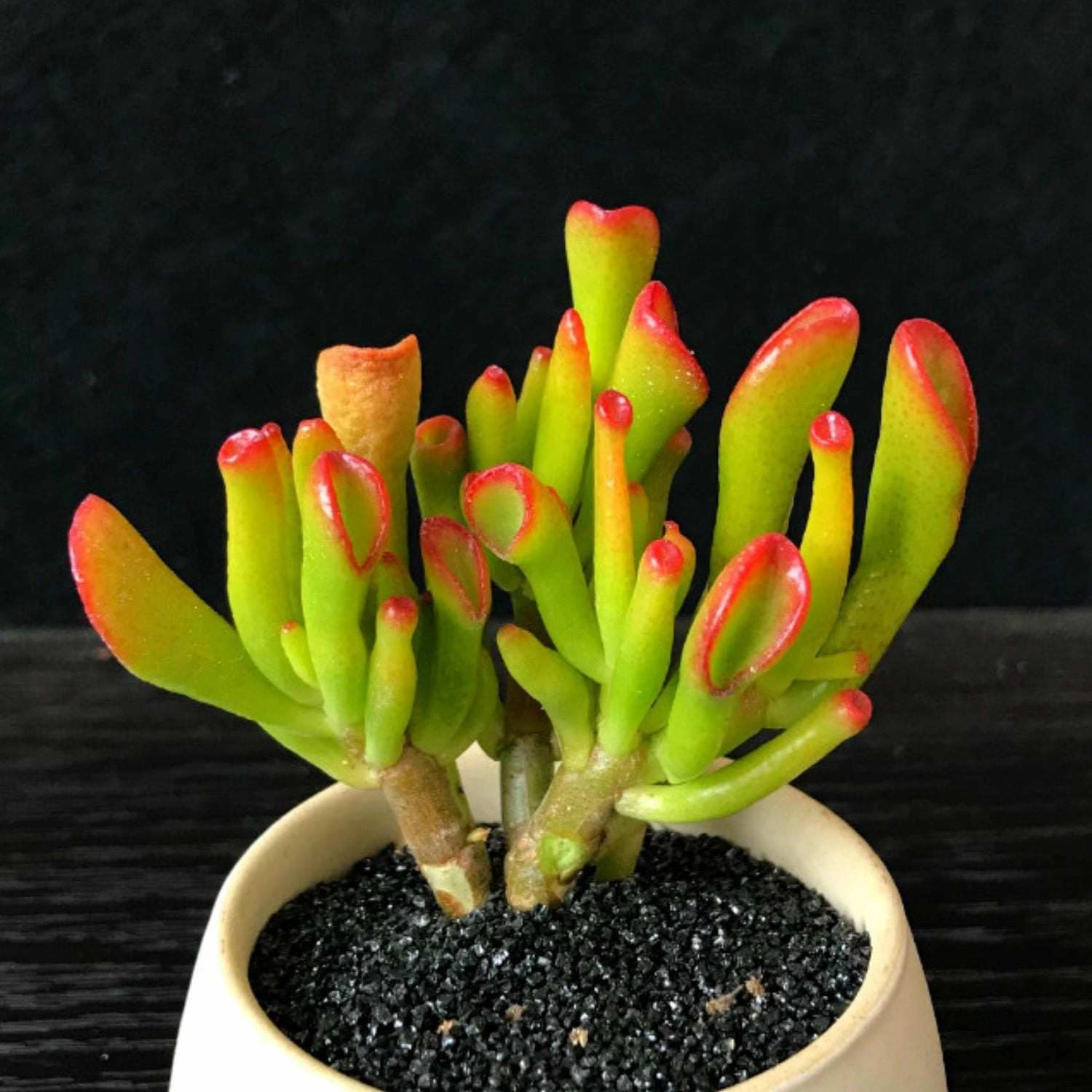 Crassula Ovata 'Gollum'