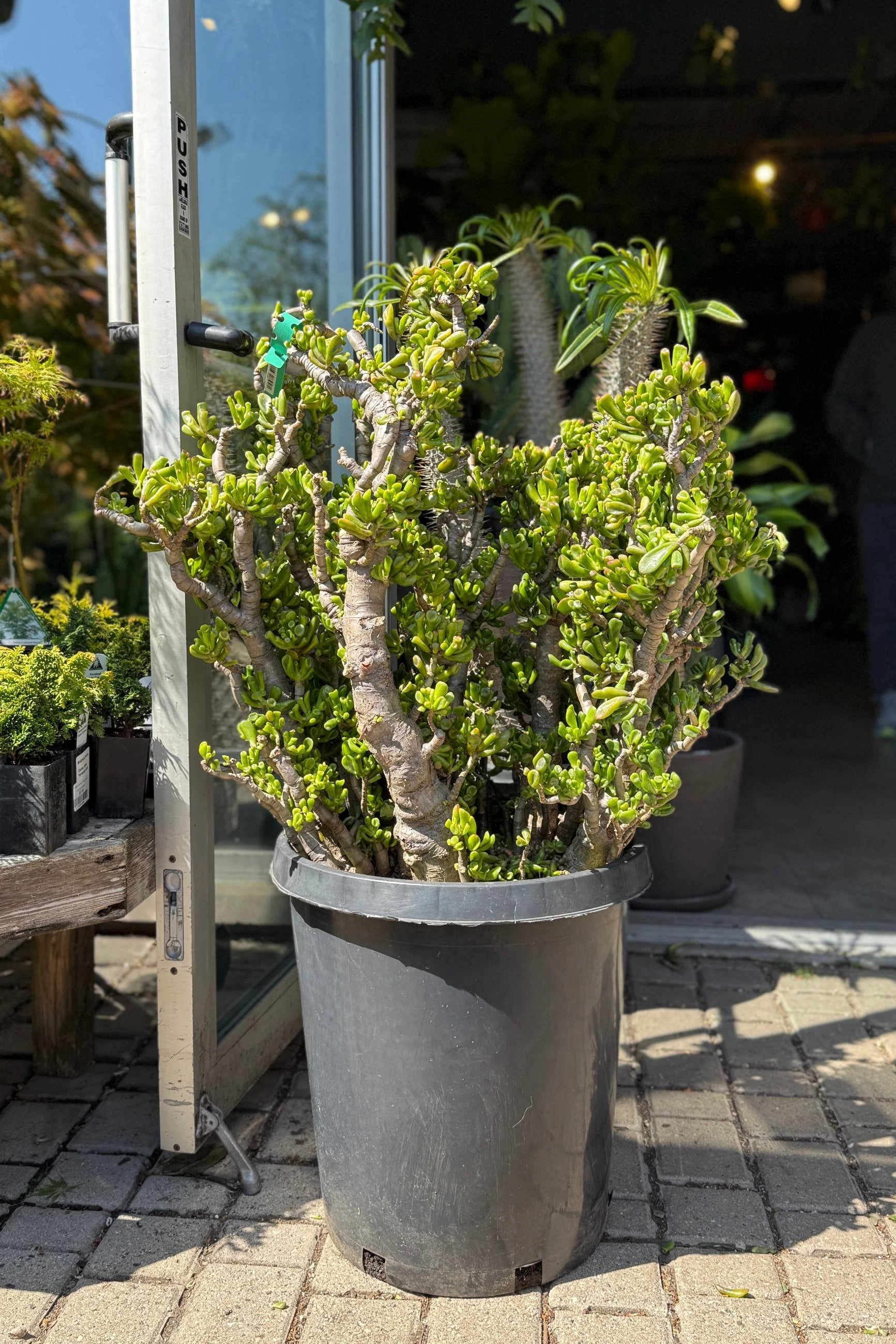 Crassula ovata 'Hobbit' #15 stump / tree form