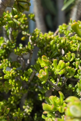 Crassula ovata 'Hobbit' #15 stump / tree form medium flower pot  