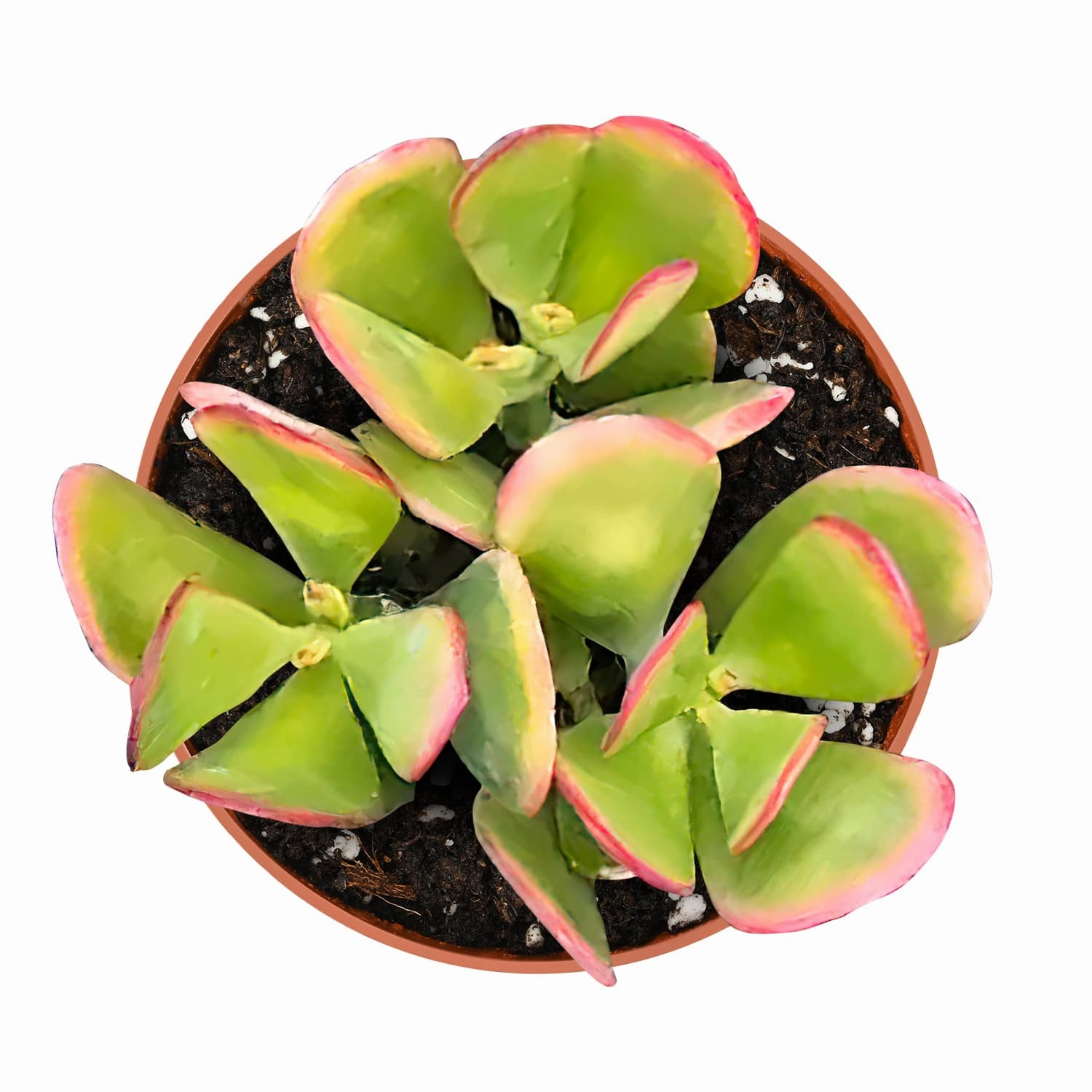 Crassula Ovata 'Hummel Sunset' (4 inch)