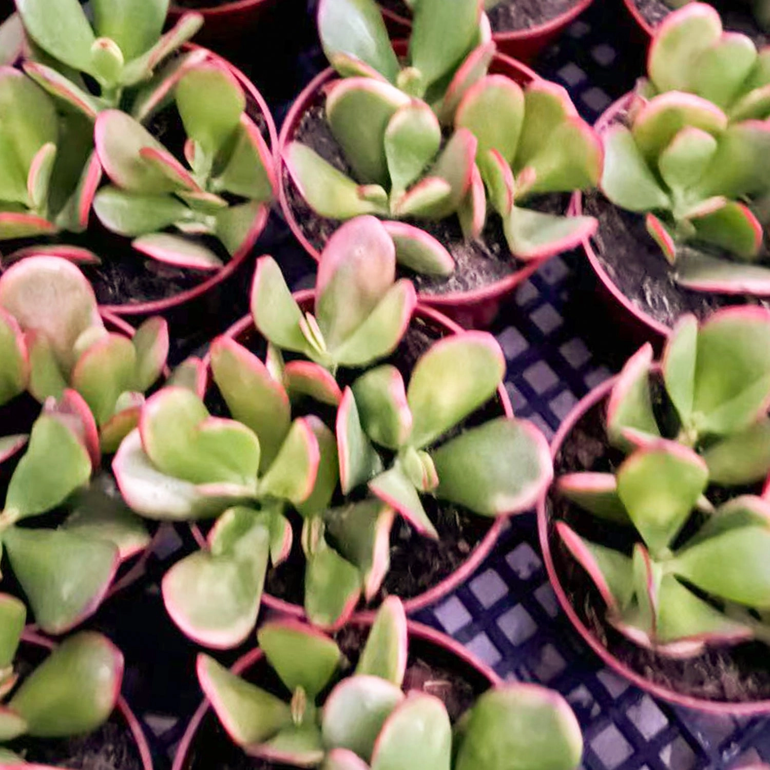 Crassula Ovata 'Hummel Sunset' (4 inch)