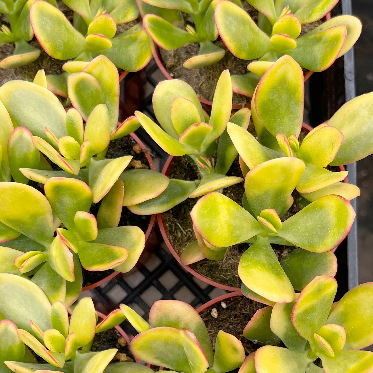 Crassula Ovata 'Hummel Sunset' (4 inch)