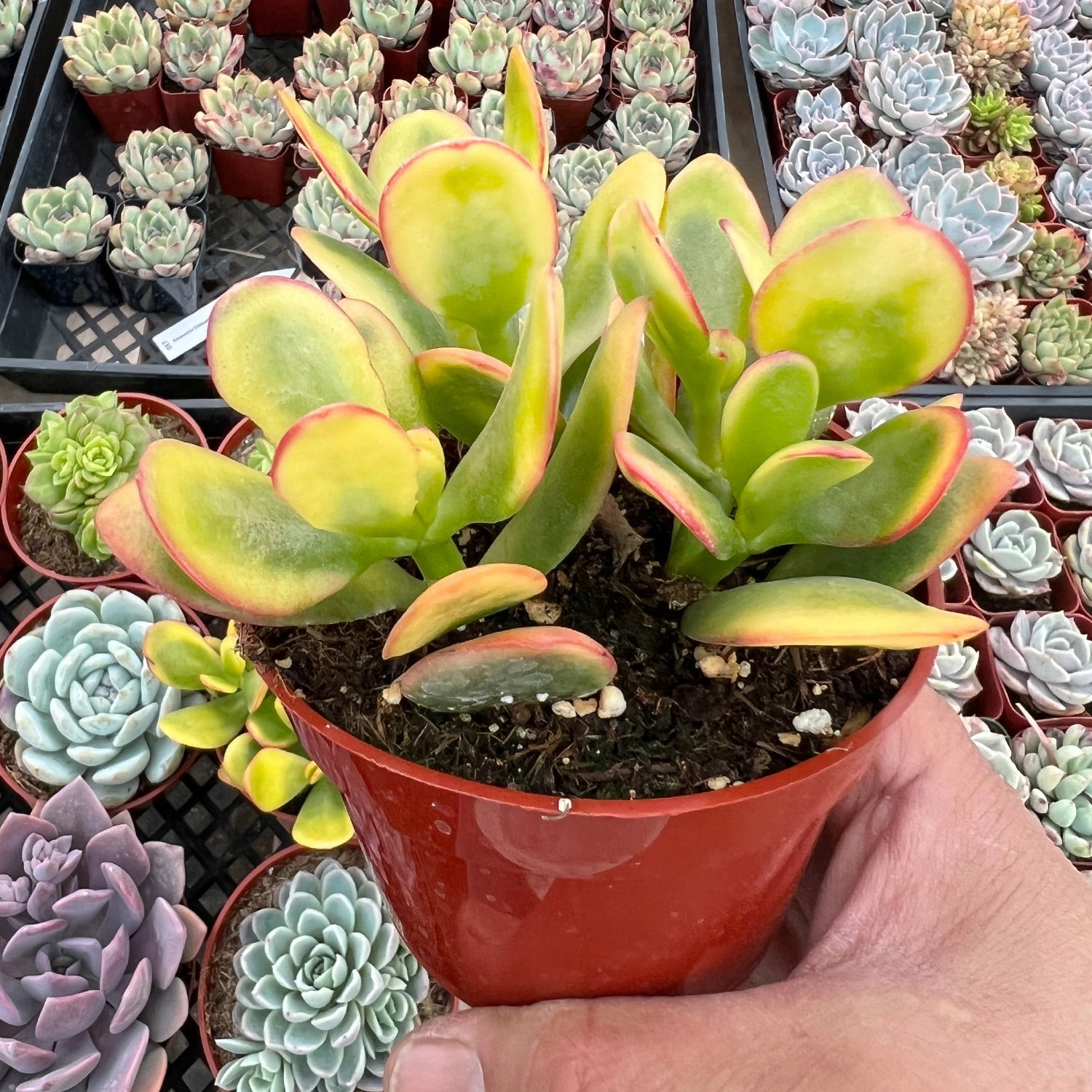 Crassula Ovata 'Hummel Sunset' (4 inch)
