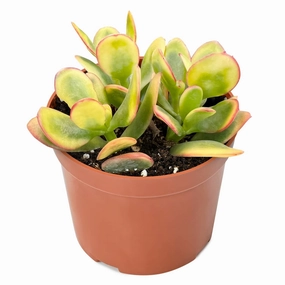Crassula Ovata 'Hummel Sunset' (4 inch) mini ornamental plant  