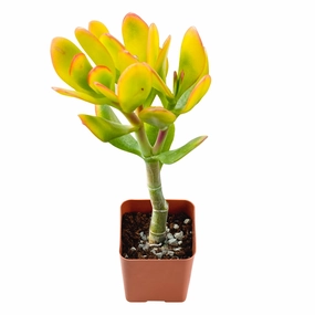 Crassula Ovata 'Hummels Sunset' mini ornamental plant  