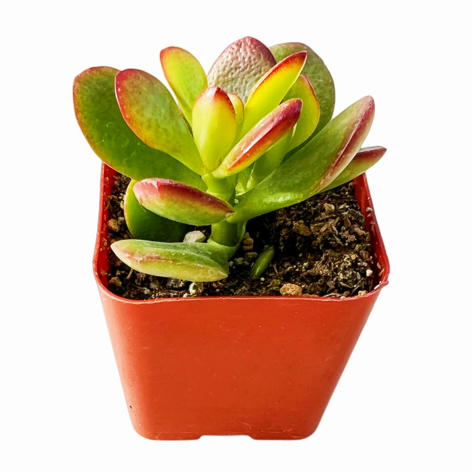 Crassula Ovata Crosby's Compact (Dwarf Jade Plant) Little mini ornamental plant  
