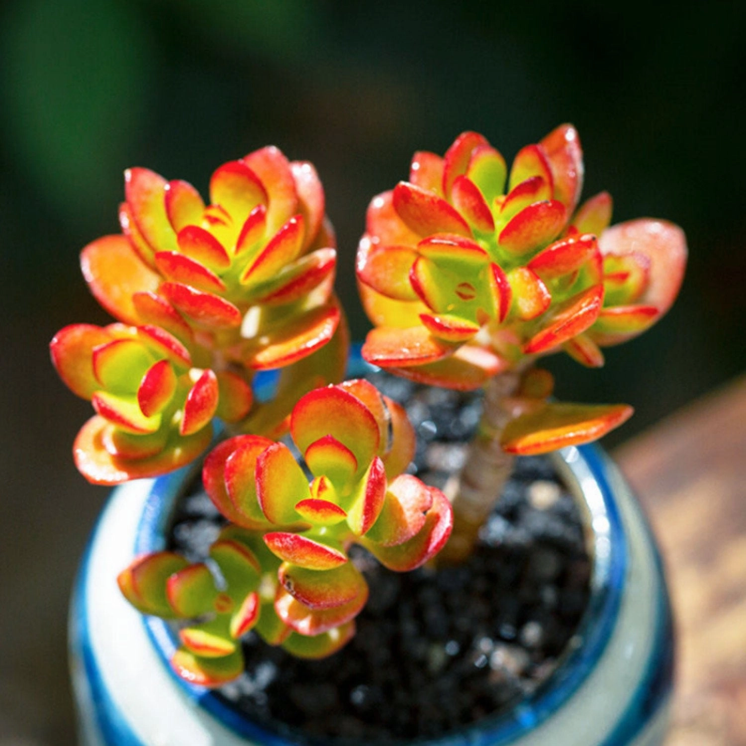 Crassula Ovata Crosby's Compact (Dwarf Jade Plant) Little