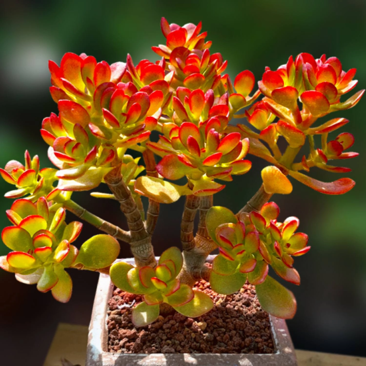 Crassula Ovata Crosby's Compact (Dwarf Jade Plant) Little