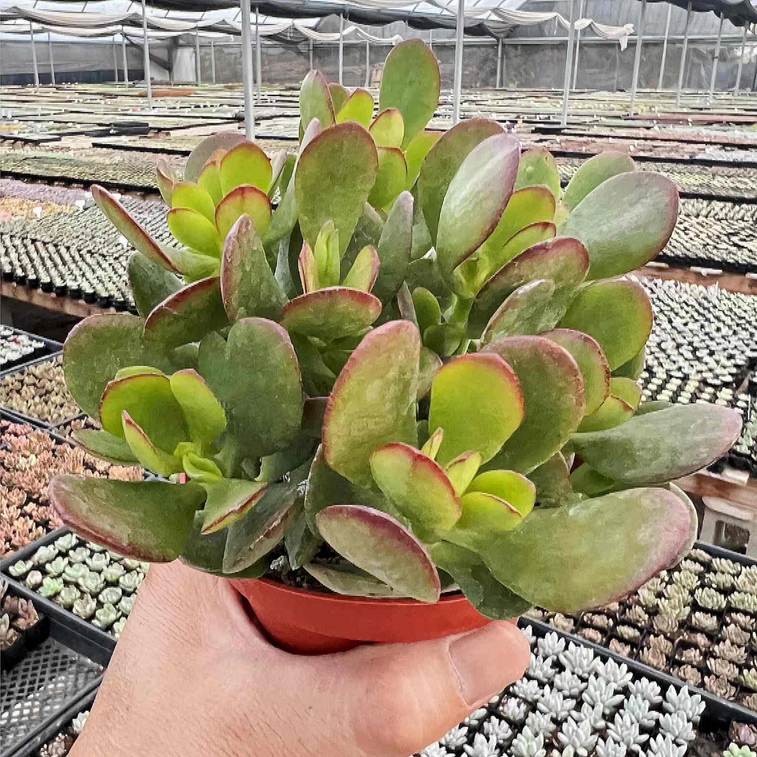 Crassula Ovata Crosbys Compact/Dwarf Jade Plant (4 inch)