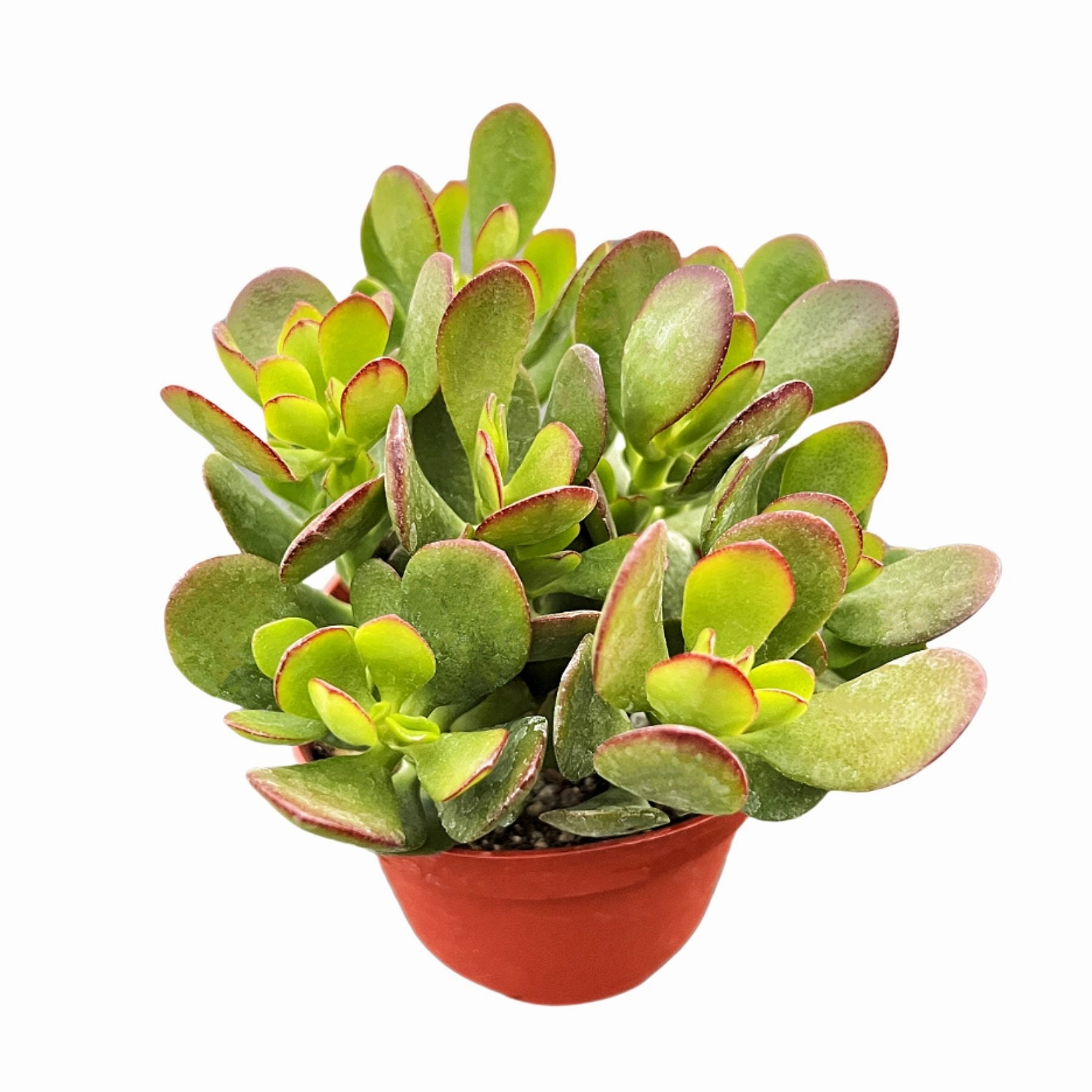 Crassula Ovata Crosbys Compact/Dwarf Jade Plant (4 inch)
