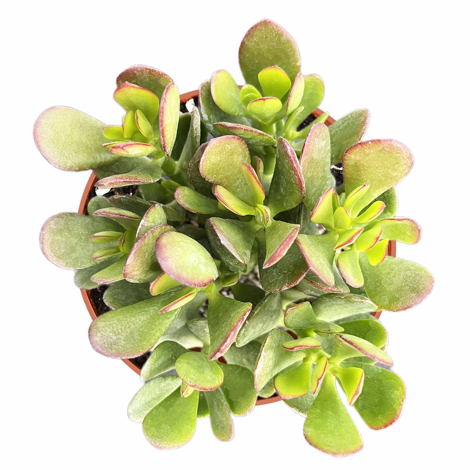 Crassula Ovata Crosbys Compact/Dwarf Jade Plant (4 inch)