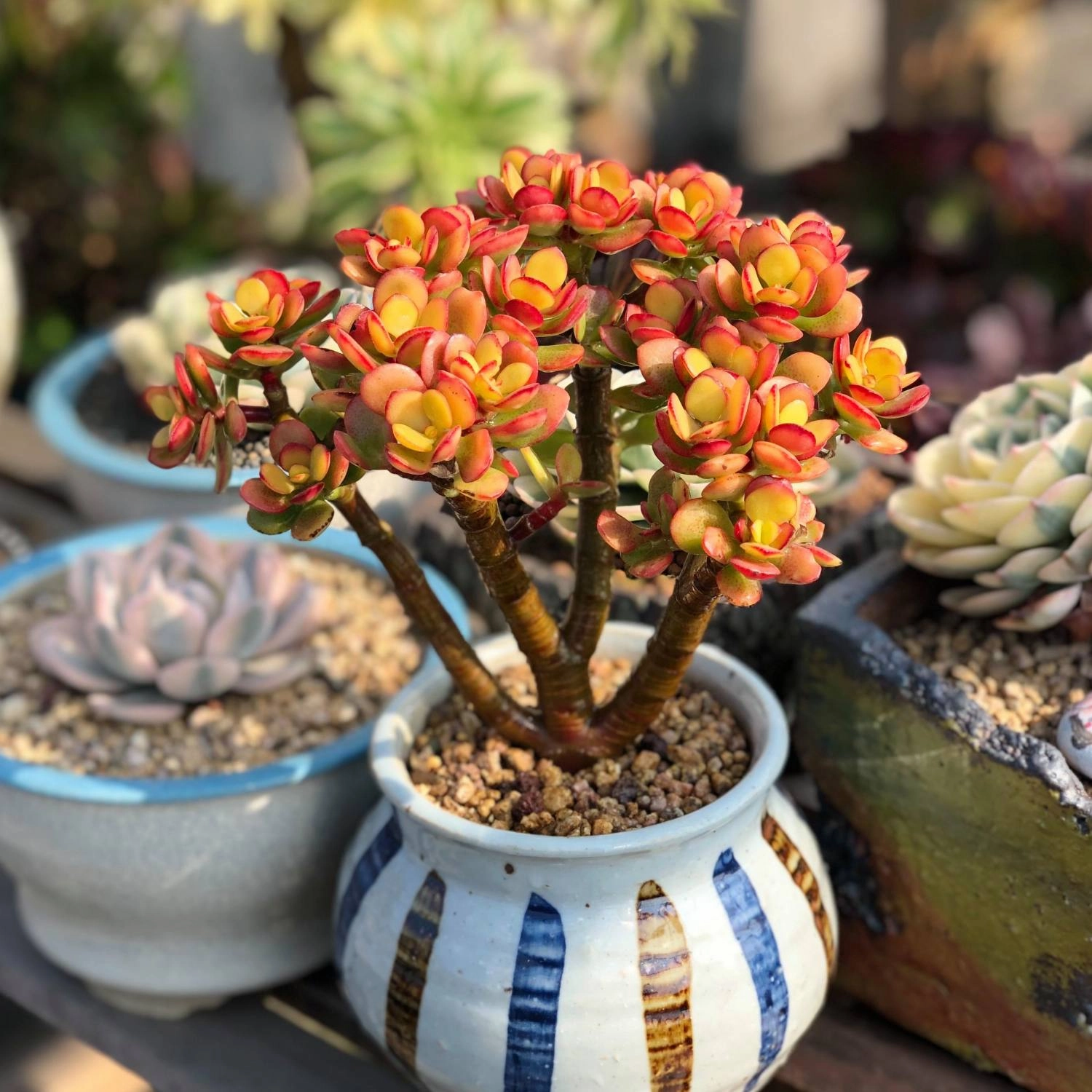 Crassula Ovata Crosbys Compact/Dwarf Jade Plant (4 inch)