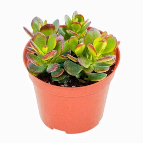 Crassula Ovata Crosbys Compact/Dwarf Jade Plant (4 inch) mini ornamental plant  