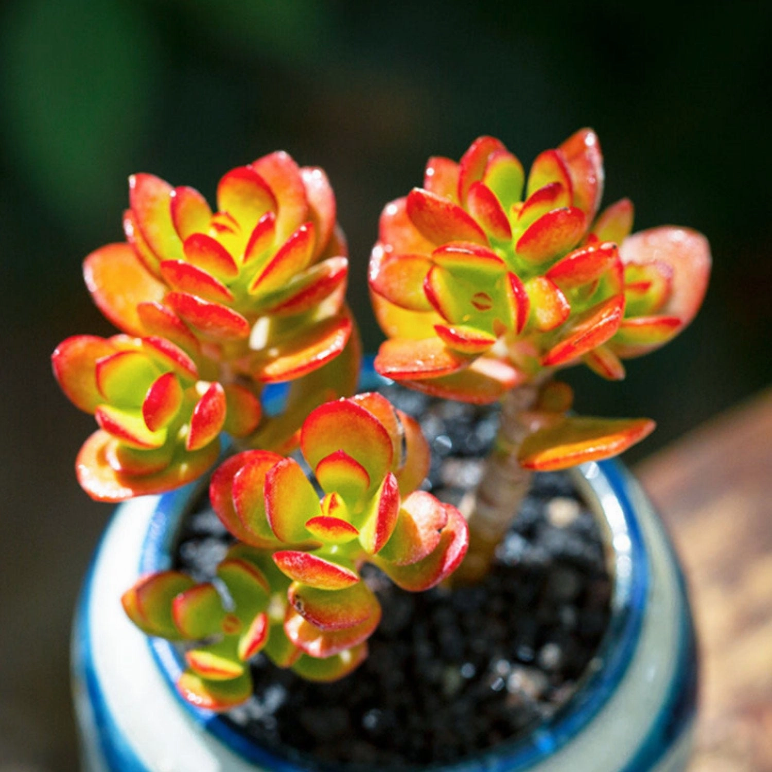 Crassula Ovata Crosbys Compact(Dwarf Jade Plant), 6''-8'' tall