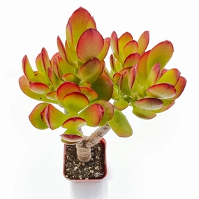 Crassula Ovata Crosbys Compact(Dwarf Jade Plant), 6''-8'' tall mini ornamental plant  
