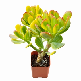 Crassula ovata cv. Lemon & Lime mini ornamental plant  