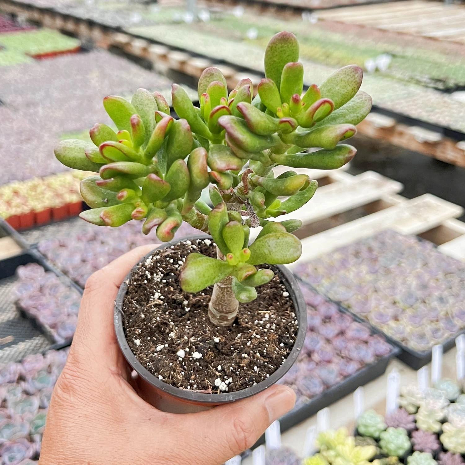 Crassula Ovata Hobbit (4 inch)