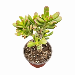 Crassula Ovata Hobbit (4 inch) mini ornamental plant  