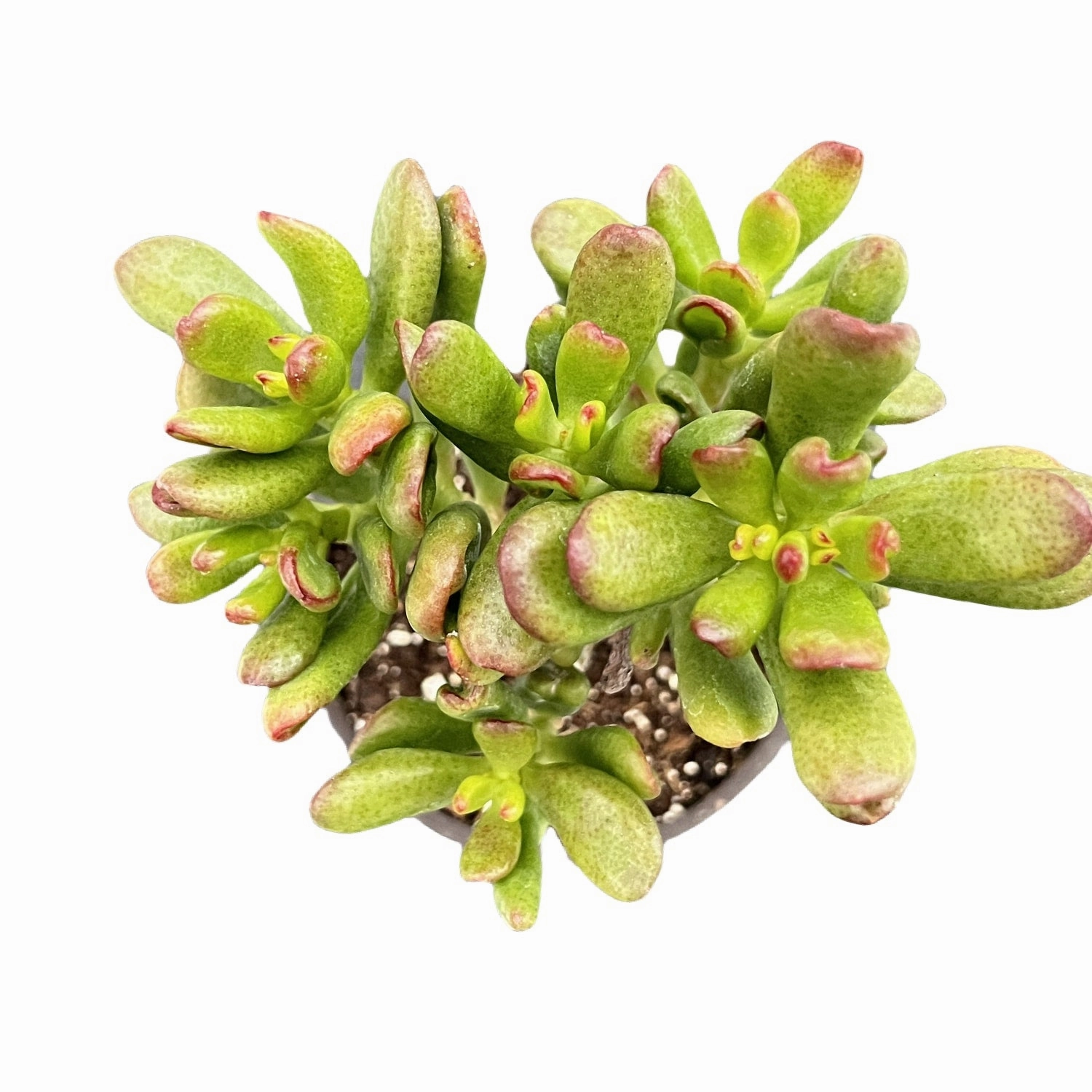 Crassula Ovata Hobbit (4 inch)