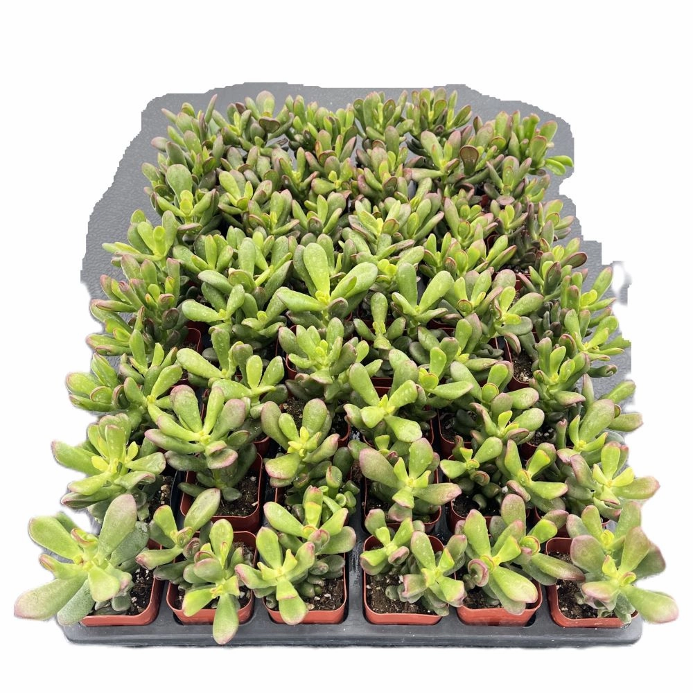 Crassula Ovata Hobbit Bulk 54 Tray - 2in Pot