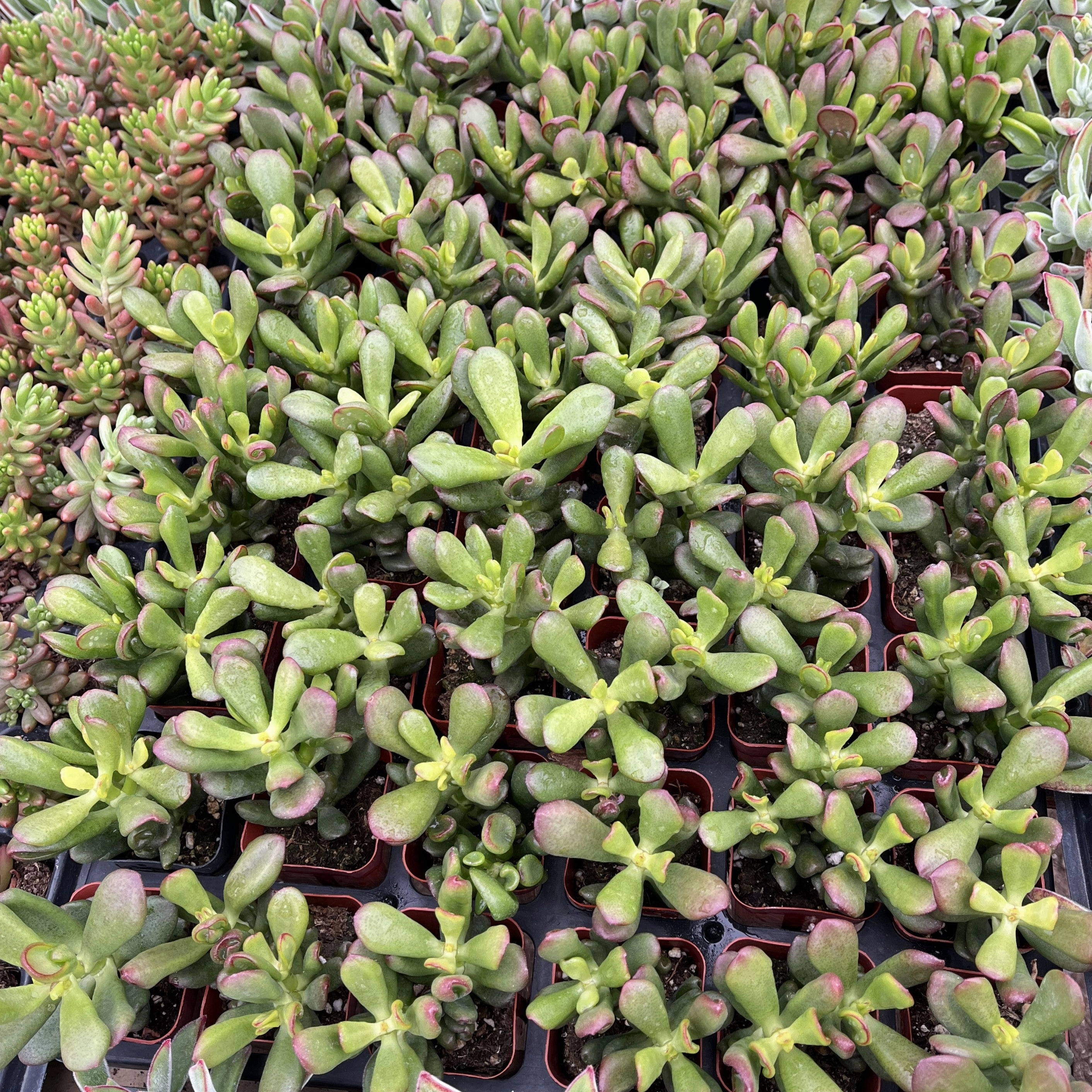 Crassula Ovata Hobbit Bulk 54 Tray - 2in Pot