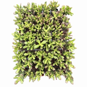 Crassula Ovata Hobbit Bulk 54 Tray - 2in Pot mini ornamental plant  