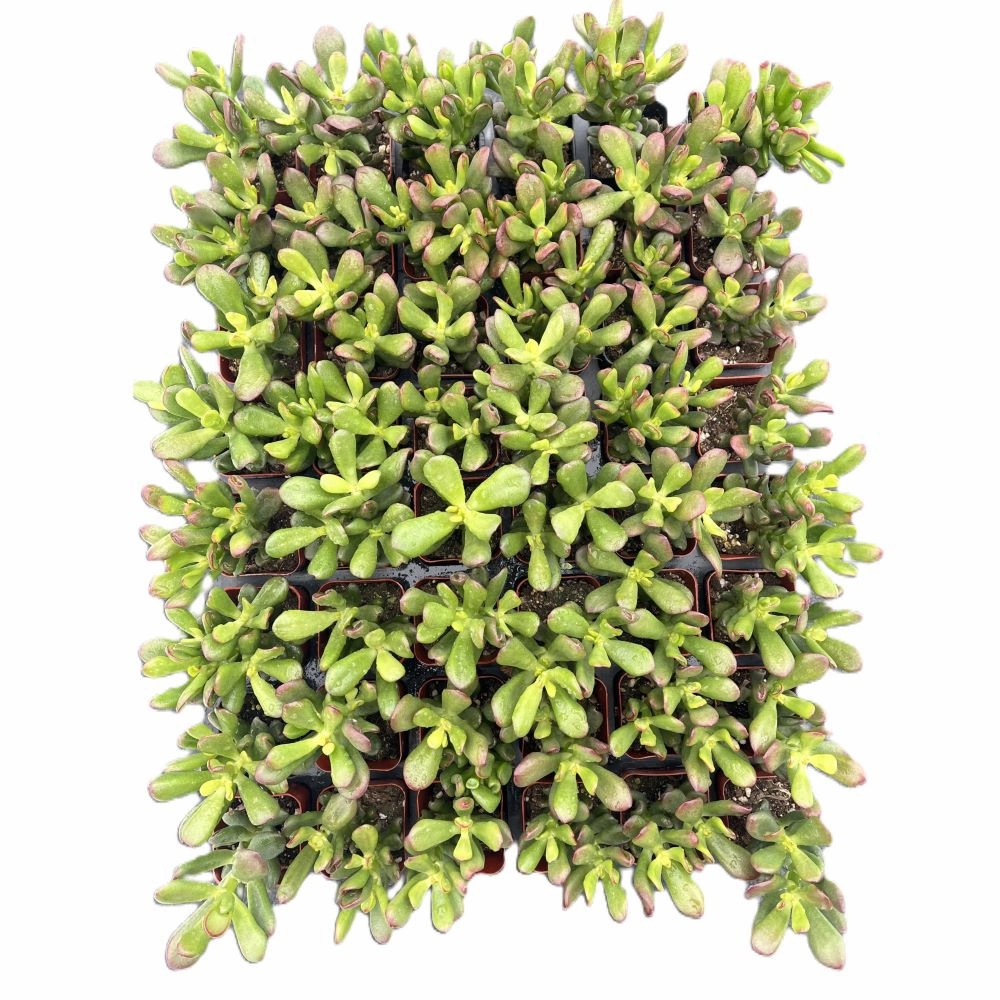 Crassula Ovata Hobbit Bulk 54 Tray - 2in Pot mini ornamental plant  