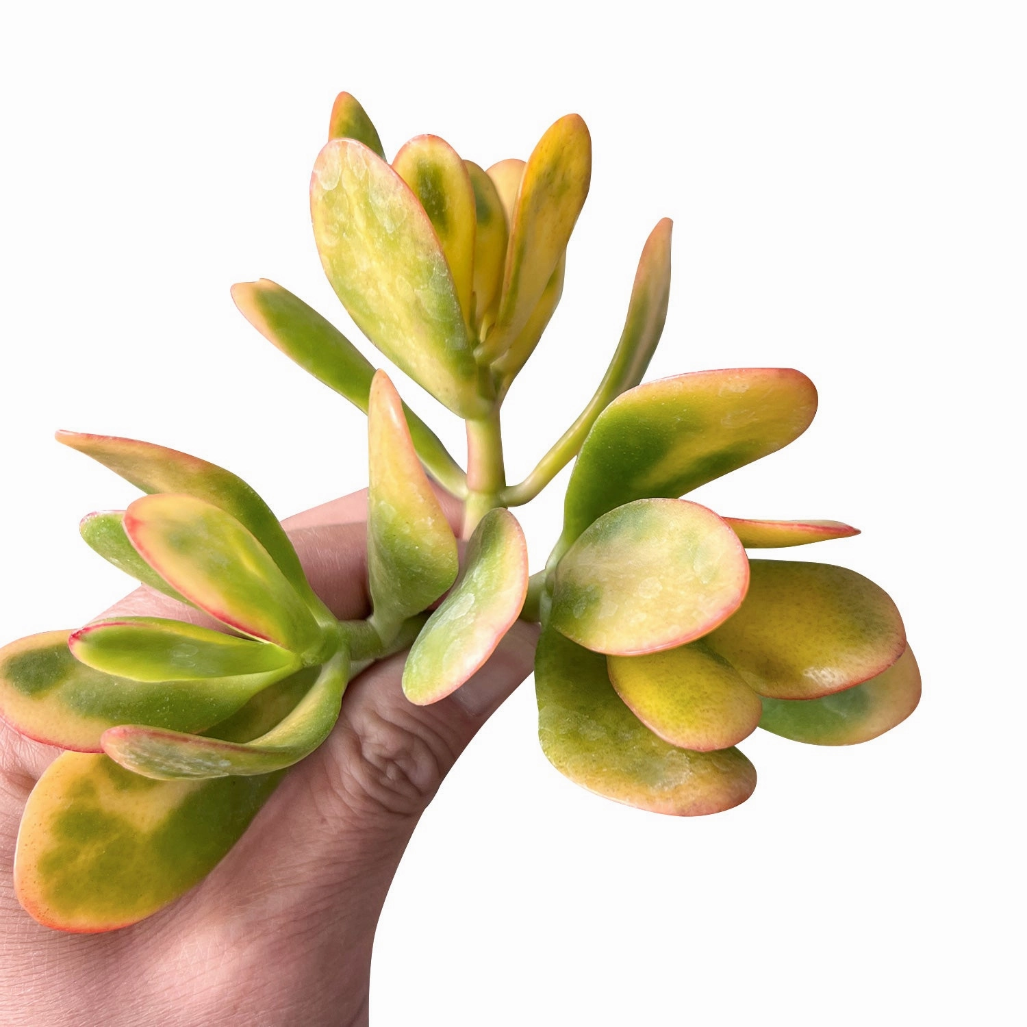 Crassula Ovata Hummel Sunset/Golden Jade Plant Cuttings