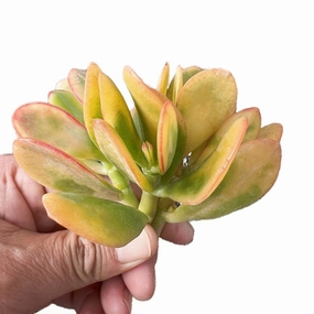 Crassula Ovata Hummel Sunset/Golden Jade Plant Cuttings mini ornamental plant  
