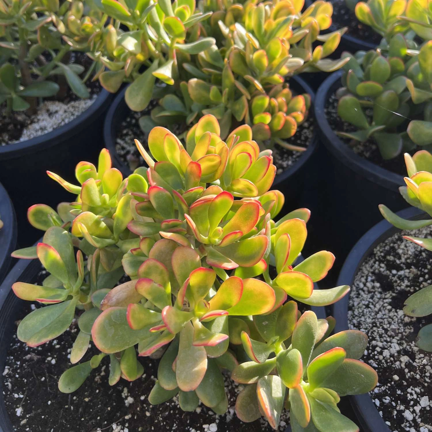 Crassula Ovata Hummel Sunset/Golden Jade Plant Cuttings