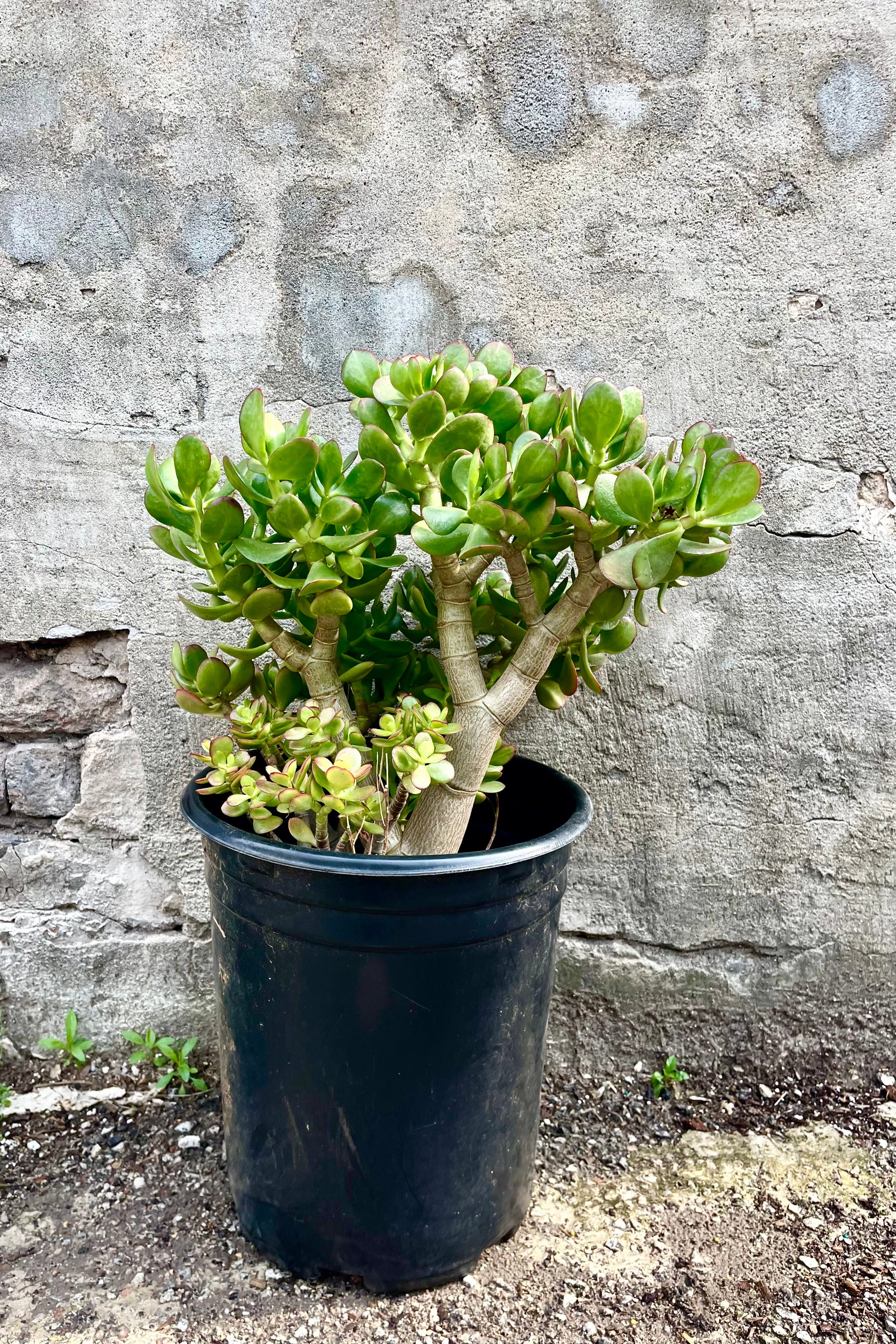 Crassula ovata Jade" #5
