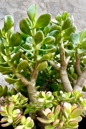 Crassula ovata Jade" #5 medium flower pot  