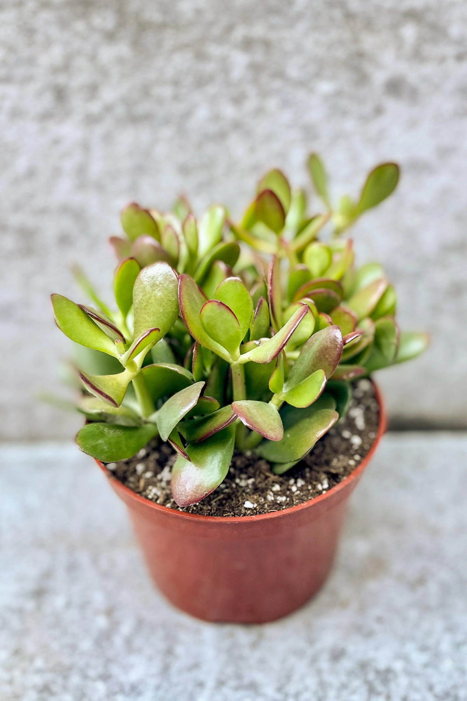 Crassula ovata "Jade" 6"