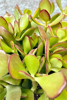 Crassula ovata "Jade" 6" medium flower pot  