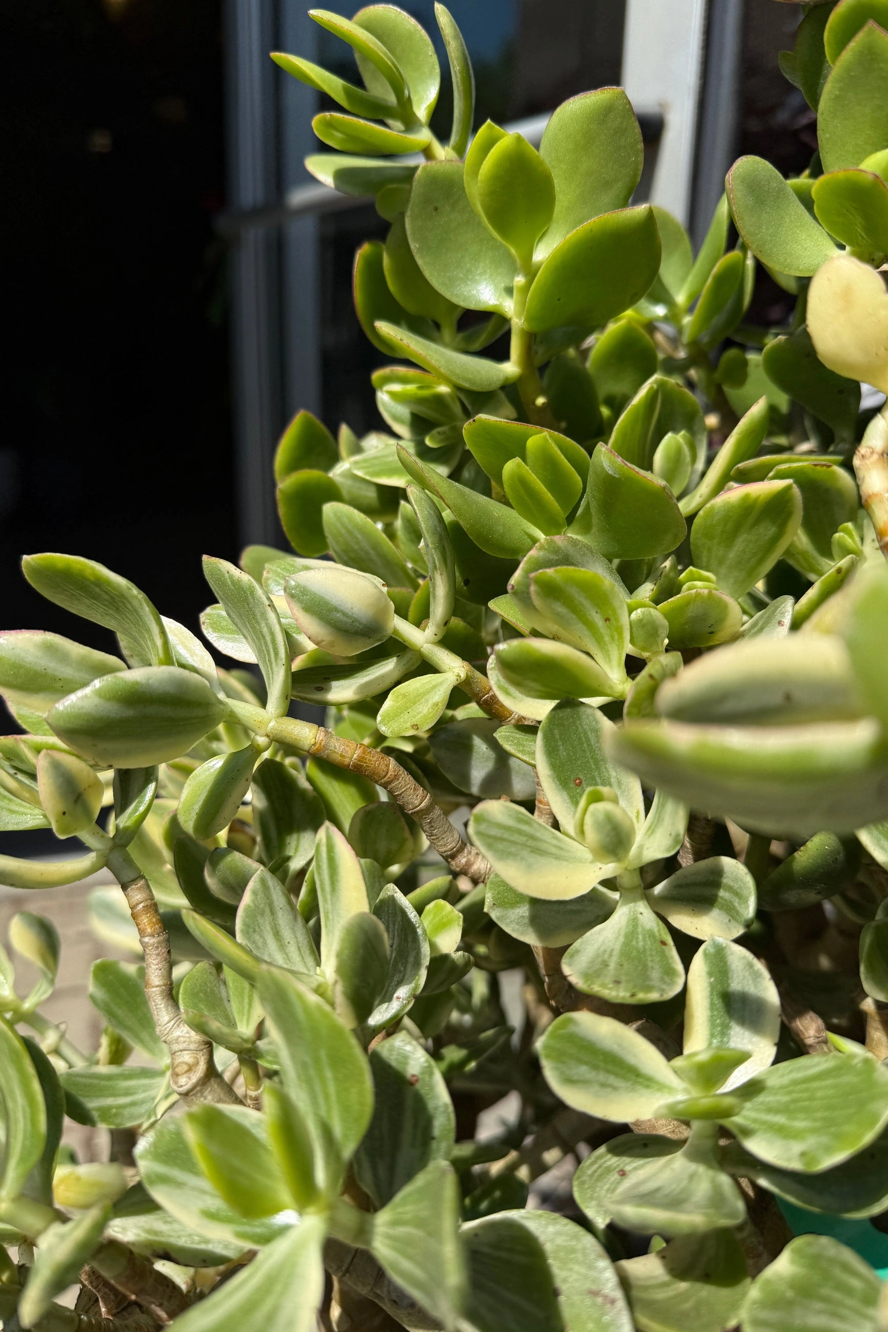 Crassula ovata "Variegated Jade" 14"