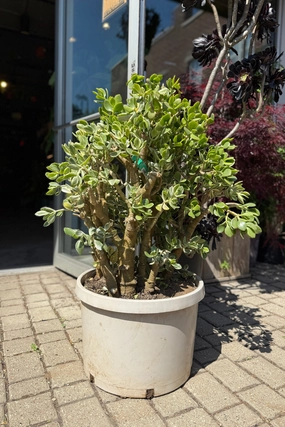 Crassula ovata "Variegated Jade" 14" medium flower pot  