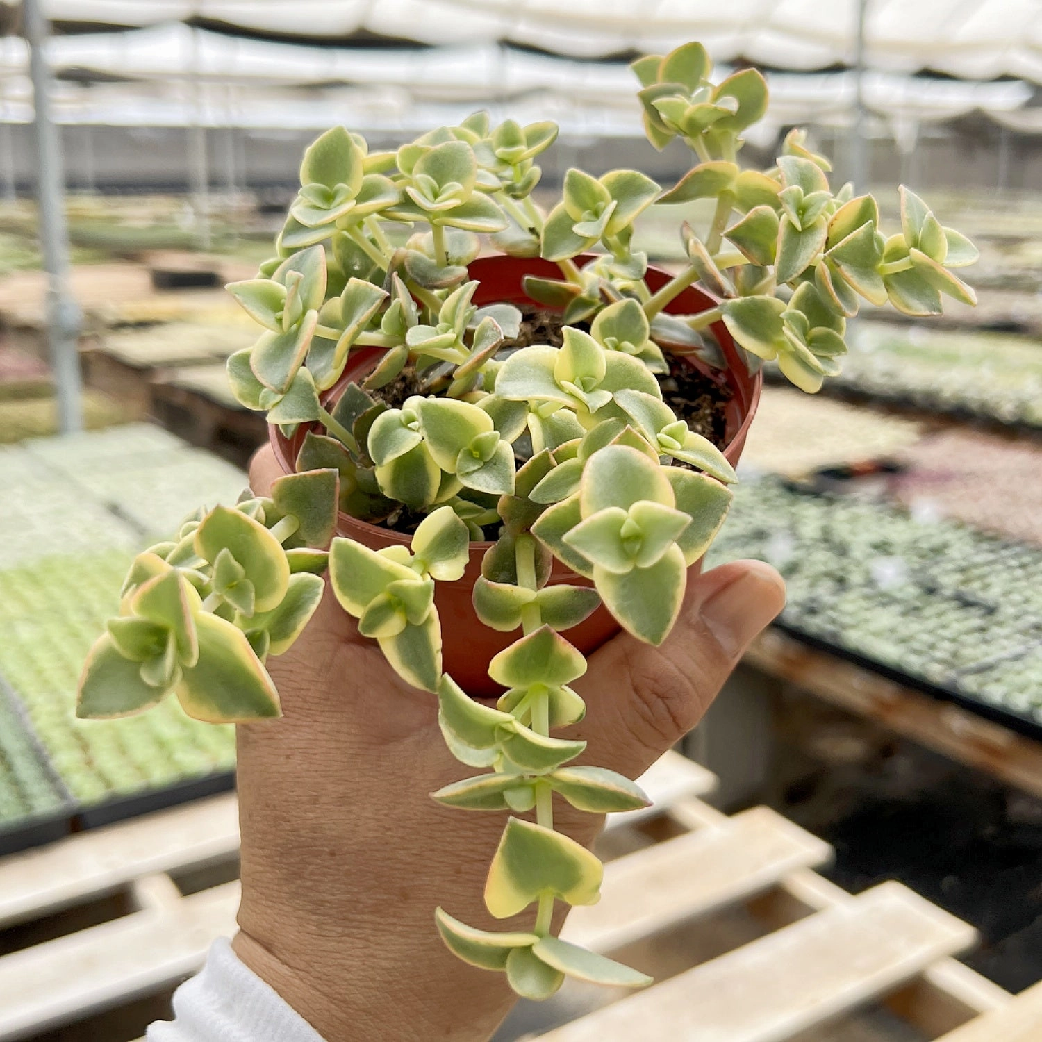Crassula Pellucida Subsp. Marginalis F. Rubra (4 inch)