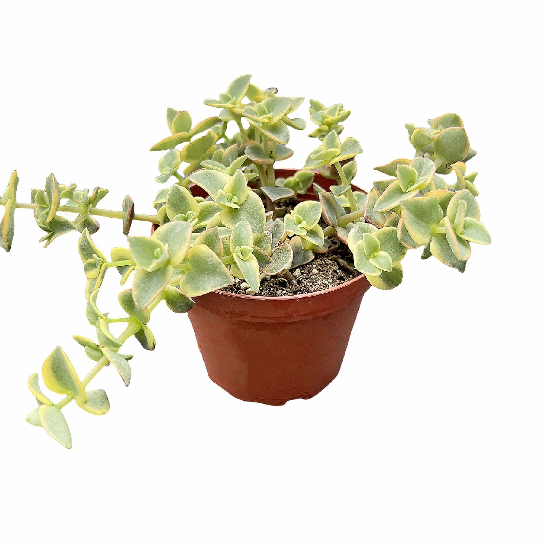 Crassula Pellucida Subsp. Marginalis F. Rubra (4 inch)