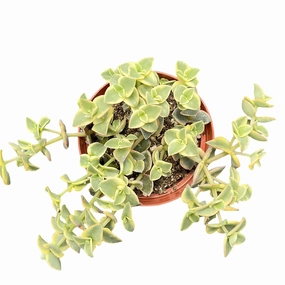 Crassula Pellucida Subsp. Marginalis F. Rubra (4 inch) mini ornamental plant  