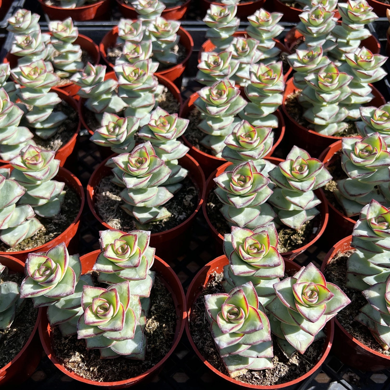Crassula Perforata Subsp. Perforata (4 inch)