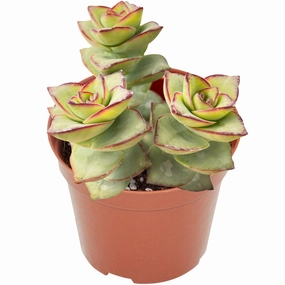 Crassula Perforata Subsp. Perforata (4 inch) mini ornamental plant  