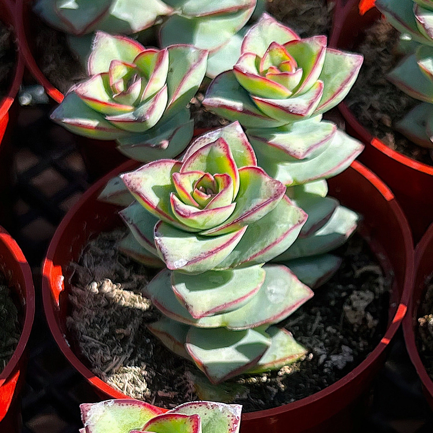 Crassula Perforata Subsp. Perforata (4 inch)