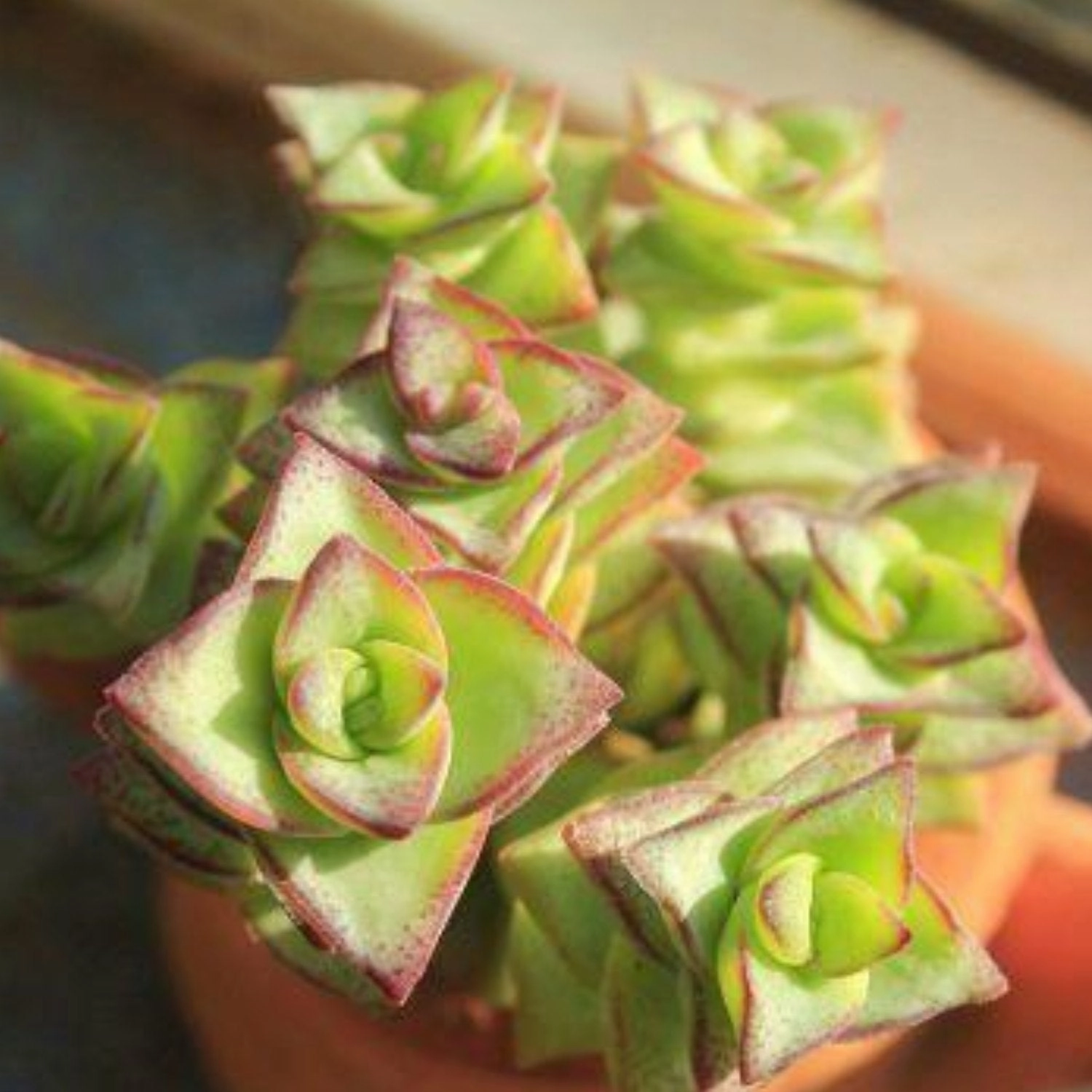 Crassula Perforata Subsp. Perforata